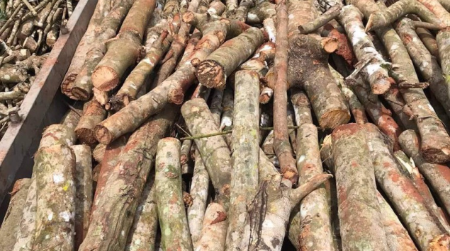 CUNG CẤP CỦI ĐỂ BÀO DĂM